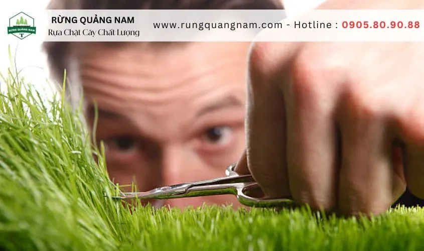 Kéo cắt cỏ Kéo cắt cỏ