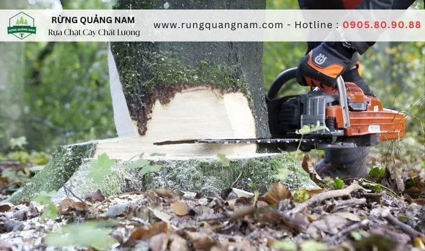 cách chặt cây không bị bật lại 1 cách chặt cây không bị bật lại 1