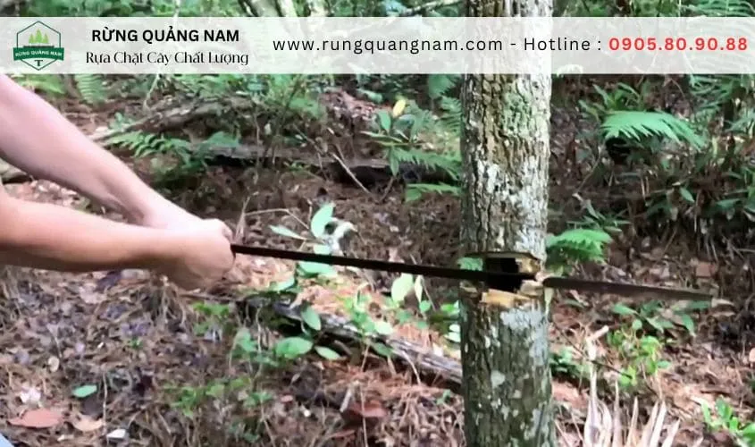 dao phượt đi rừng
