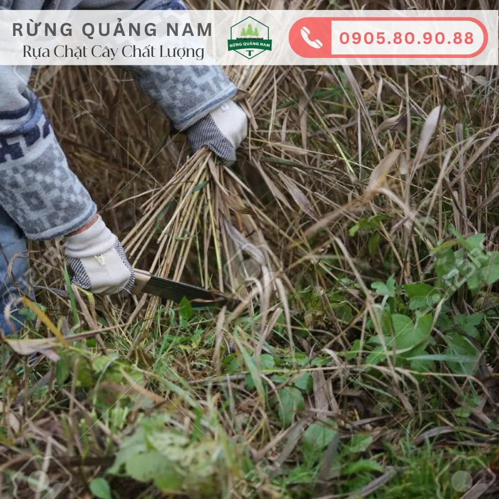 những tai nạn thường gặp khi dùng rựa 2 những tai nạn thường gặp khi dùng rựa 2